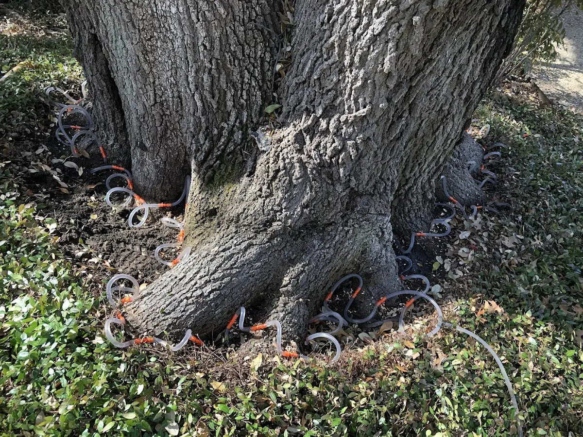 Detailed Tree Cabling and Bracing job site in Boxford