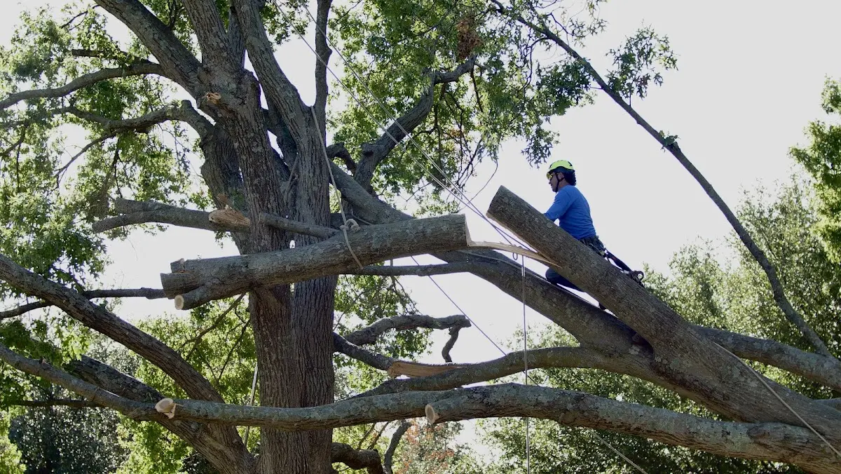 Professional Crown Thinning performed by certified arborists in Boxford